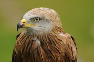 kites in the mountains of Avila. Avila.Spain