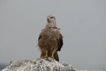kites in the mountains of Avila. Avila.Spain