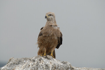 kites in the mountains of Avila. Avila.Spain