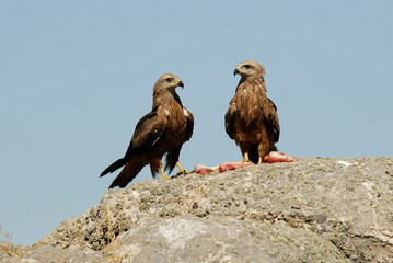 kites in the mountains of Avila. Avila.Spain