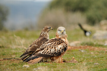 kites in the mountains of Avila. Avila.Spain