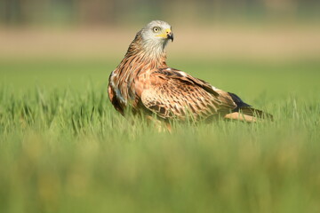 kites in the mountains of Avila. Avila.Spain