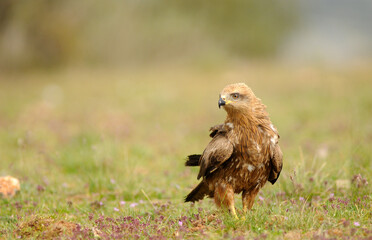 kites in the mountains of Avila. Avila.Spain
