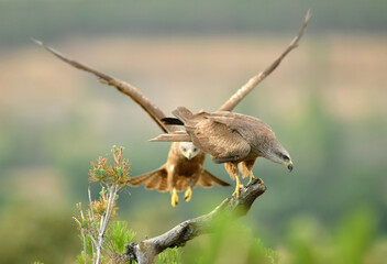Fototapeta premium kites in the mountains of Avila. Avila.Spain