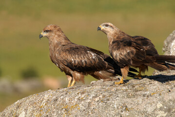 kites in the mountains of Avila. Avila.Spain