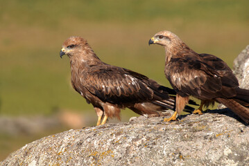 kites in the mountains of Avila. Avila.Spain