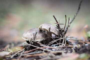 Forest mushrooms