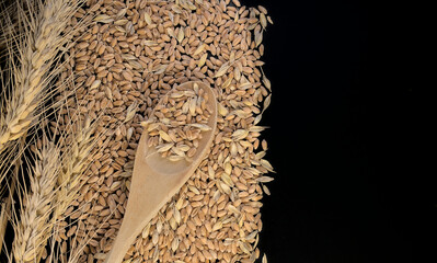 Grains with wheat ears and a wooden spoon with wheat grains on a black background with space for text. Wheat harvest concept.