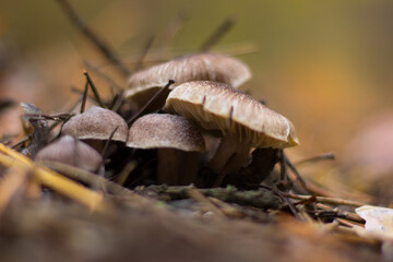 Forest mushrooms