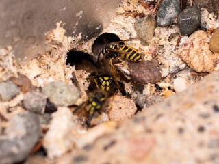 Some wasps at the entrance of their nest in the ground. Wasps crawl on the ground. The entrance to their nest is between stones. Insects in nature. 