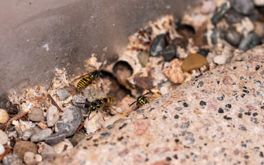 Some wasps at the entrance of their nest in the ground. Wasps crawl on the ground. The entrance to their nest is between stones. Insects in nature.