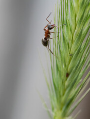 Ameise, Insekt, Makro, 