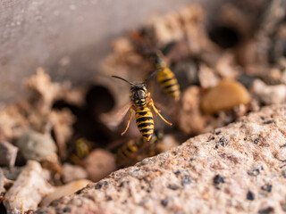 Close-up flying wasp. Wasps approaching their nest. The entrance is between stones. Insects in nature. 