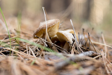 Forest mushrooms