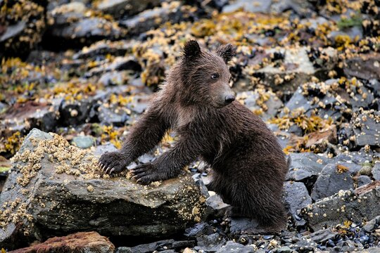 Kleiner Grizzlybär an der Küste von Katmai, Alaska