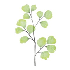Naklejka na ściany i meble watercolor leaves isolated on white background for decorative card or design invitations ,botanical elements 