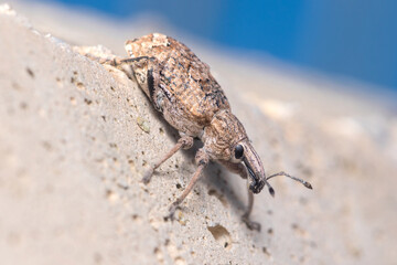 Rhytideres plicatus weevil posed on concrete wall under the sun