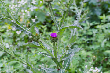 Flower heads of thistle on blurred background the other grass