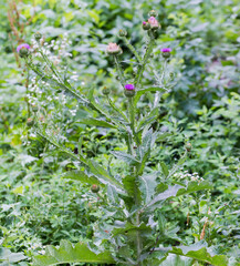 Plant of flowering thistle among the other plants