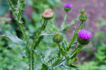 Flower heads of the thistle on a blurred background