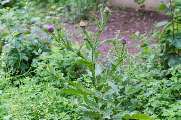 Plant of flowering thistle among the other plants