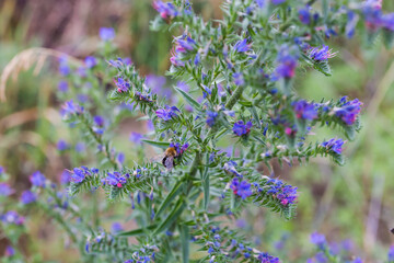 Stem of flowering blueweed with bumblebee on a blurred background