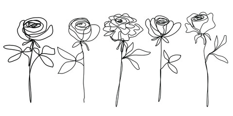 Roses drawn with a set line. Elegant. Vector graphics