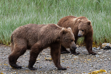 Zwei Küstenbären- Auf Katmai werden die Grizzlybären besonders groß