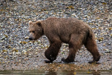 Ein Grizzlybär  ist unterwegs am Strand, Glacier Bay Alaska