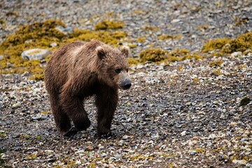 Ein Grizzlybär am Ufer Katmais, Alaska
