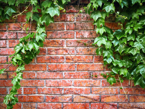 English ivy plant creeping on the red brick wall, urban street backgrounds with copy space