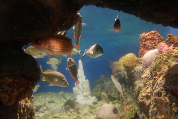 Fish is swimming in the undersea world in the oceanarium in the Domonican republic
