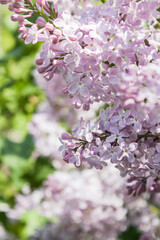Naklejka premium pink cherry blossom in spring