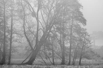 Les immenses arbres sont immergés dans la brume
