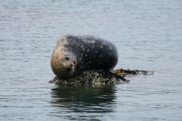 Spotted Seal -  Bartrobbe auf einem Felsen  im Pazifik - Alaska