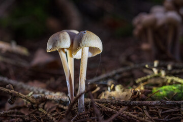fungi