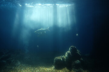 Fototapeta na wymiar friendly stingray is swimming under water in the sea. Underwater observatory.