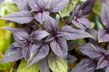 purple basil plant leaves in a greenhouse