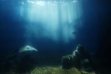 Fototapeta premium friendly stingray is swimming under water in the sea. Underwater observatory.