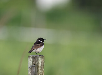 夏の野鳥　ノビタキ