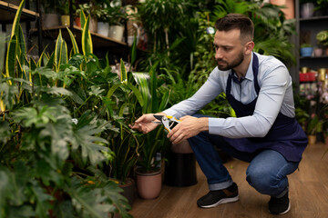 flower shop manager removing dry leaves from potted plants