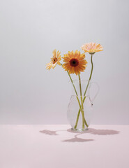Three Gerbera Daisies in glass carafe or pitcher against pastel pink background. Romantic floral concept.  Creative composition of summer flowers.
