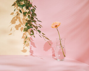 Gerbera daisy in glass carafe or pitcher against pastel pink background. Timeless aesthetic, home...
