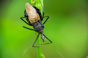 Assassin bug (Sycanus croceovittatus) on the branch. Insect.