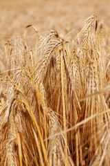 Agriculture - gros plan sur des &eacute;pis d'orge m&ucirc;r dans un champ de c&eacute;r&eacute;ales avant la r&eacute;colte