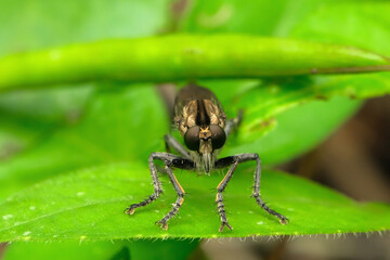 The Asilidae are a family of robber flies, also called killer flies. They are strong, hairy flies with a short, sturdy proboscis that covers the sharp, sucking hypopharynx. Macro shoot