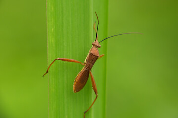 Leptocorisa oratorius Fabricius perched on rice leaves is a major pest of rice plants