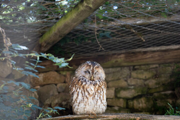 Beautiful wise tawny owl resting in a branch in captivity observing in silence