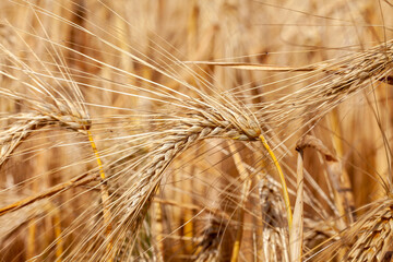 Agriculture - gros plan sur des épis d'orge mûr dans un champ de céréales avant la récolte - obrazy, fototapety, plakaty