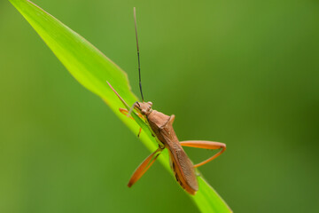 Leptocorisa oratorius Fabricius perched on rice leaves is a major pest of rice plants